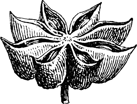 Большая энциклопедия специй, приправ и пряностей Большая энциклопедия специй, приправ и пряностей