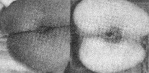 Тайные сады Могадора Тайные сады Могадора