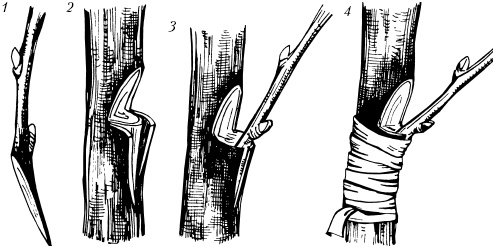 Большая энциклопедия дачника Большая энциклопедия дачника