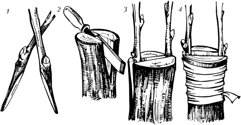 Большая энциклопедия дачника Большая энциклопедия дачника