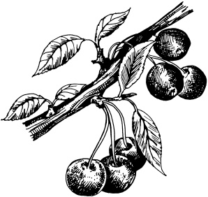 Большая энциклопедия дачника