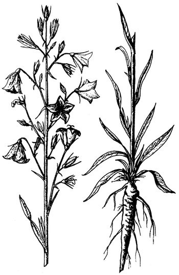 Кухня Робинзона. Рецепты блюд из дикорастущих растений и цветов