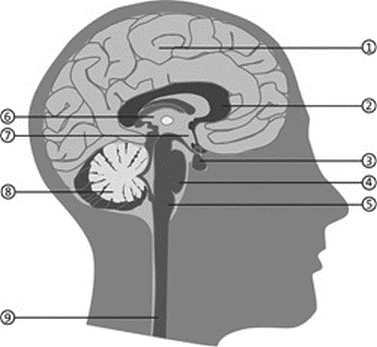 Прокачай свой мозг! Прокачай свой мозг!