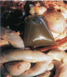 Экстремальная кухня. Причудливые и удивительные блюда, которые едят люди Экстремальная кухня. Причудливые и удивительные блюда, которые едят люди