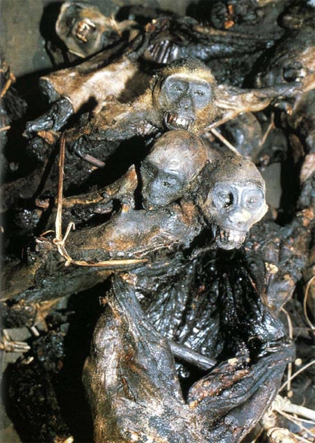 Экстремальная кухня. Причудливые и удивительные блюда, которые едят люди Экстремальная кухня. Причудливые и удивительные блюда, которые едят люди