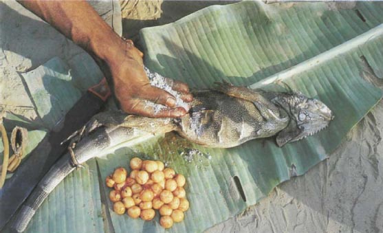 Экстремальная кухня. Причудливые и удивительные блюда, которые едят люди Экстремальная кухня. Причудливые и удивительные блюда, которые едят люди