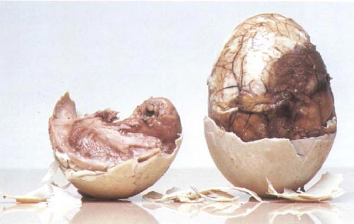 Экстремальная кухня. Причудливые и удивительные блюда, которые едят люди Экстремальная кухня. Причудливые и удивительные блюда, которые едят люди