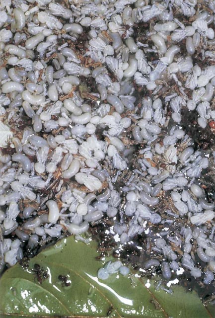 Экстремальная кухня. Причудливые и удивительные блюда, которые едят люди Экстремальная кухня. Причудливые и удивительные блюда, которые едят люди