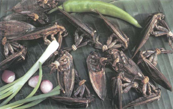 Экстремальная кухня. Причудливые и удивительные блюда, которые едят люди Экстремальная кухня. Причудливые и удивительные блюда, которые едят люди