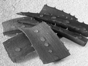 Советское домоводство Советское домоводство