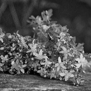 Советское домоводство Советское домоводство