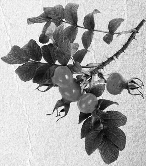 Советское домоводство Советское домоводство