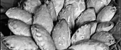 Пироги. Большая книга рецептов Пироги. Большая книга рецептов