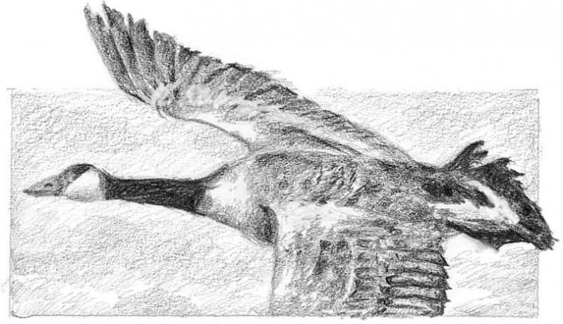 Бесшабашный. Книга 3. Золотая пряжа