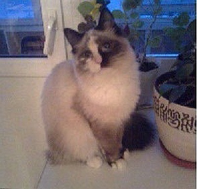 Невская маскарадная (сборник) Невская маскарадная (сборник)