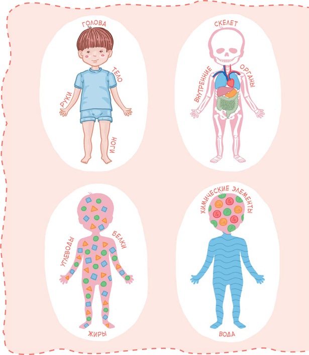 Как устроен человек Как устроен человек