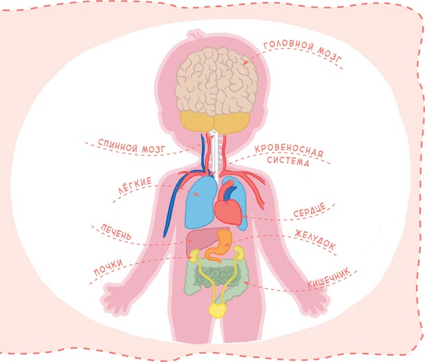 Как устроен человек Как устроен человек