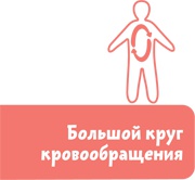 Как устроен человек Как устроен человек