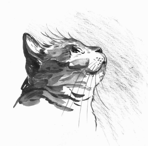 Боб – необычный кот Боб – необычный кот