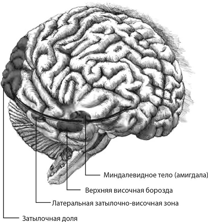 Внимательный мозг. Научный взгляд на медитацию