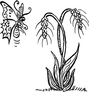 День рождения пони День рождения пони