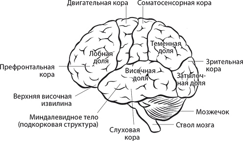 Мы - это музыка. Как музыка влияет на наш мозг, здоровье и жизнь в целом