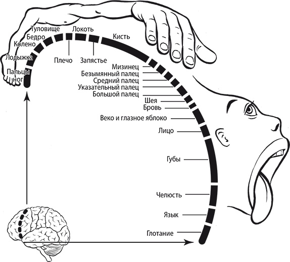 Мы - это музыка. Как музыка влияет на наш мозг, здоровье и жизнь в целом