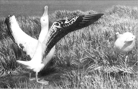 Психология влияния Психология влияния