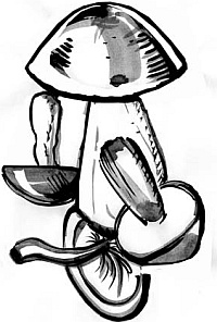 Питание и долголетие Питание и долголетие