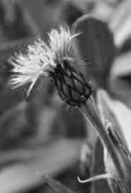 Пока не сказано «прощай». Год жизни с радостью