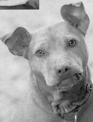 Спасенные Спасенные