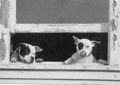 Спасенные Спасенные