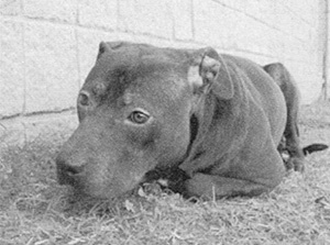 Спасенные Спасенные