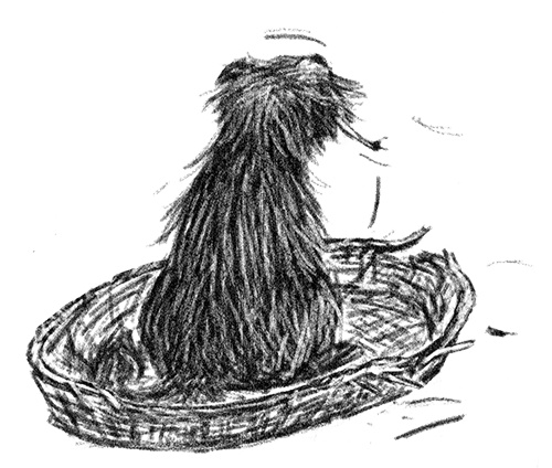 Я всего лишь собака Я всего лишь собака