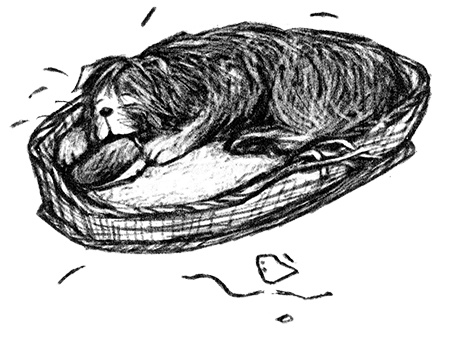 Я всего лишь собака Я всего лишь собака