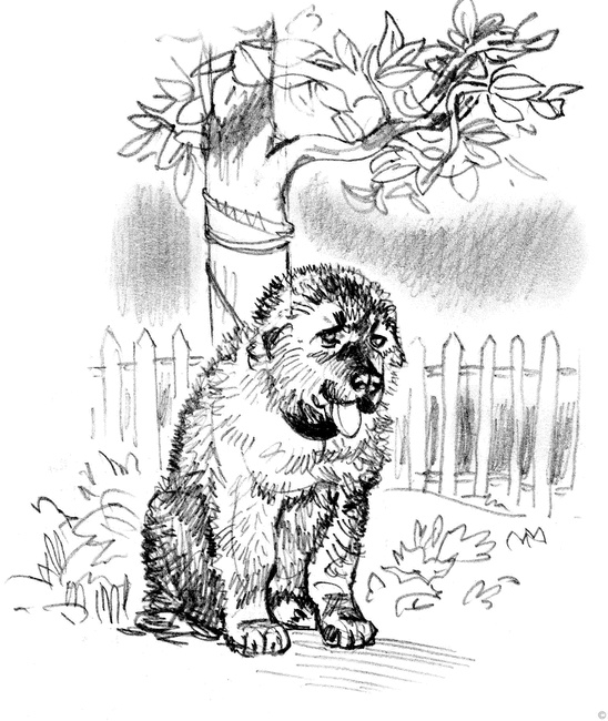 Собаки и мы. Записки дрессировщика