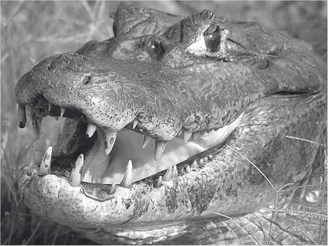 Песни драконов. Любовь и приключения в мире крокодилов и прочих динозавровых родственников Песни драконов. Любовь и приключения в мире крокодилов и прочих динозавровых родственников