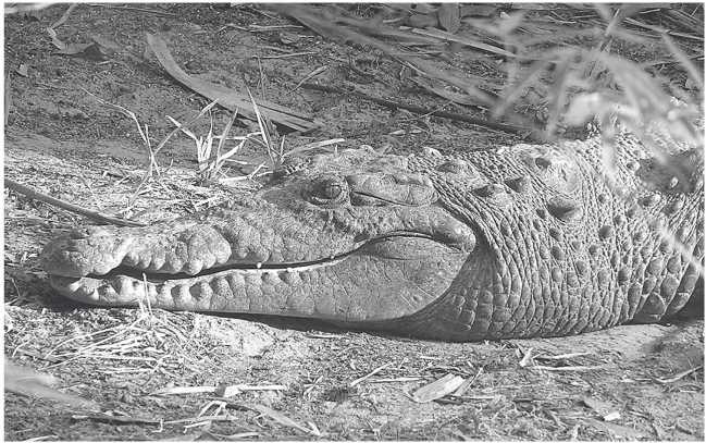 Песни драконов. Любовь и приключения в мире крокодилов и прочих динозавровых родственников