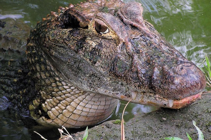 Песни драконов. Любовь и приключения в мире крокодилов и прочих динозавровых родственников
