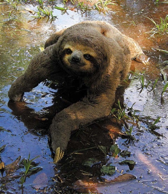 Песни драконов. Любовь и приключения в мире крокодилов и прочих динозавровых родственников