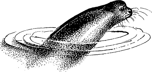 Город и лес у моря Город и лес у моря