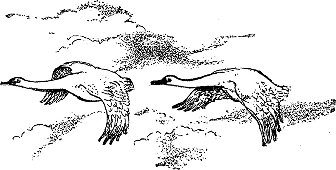 Город и лес у моря Город и лес у моря