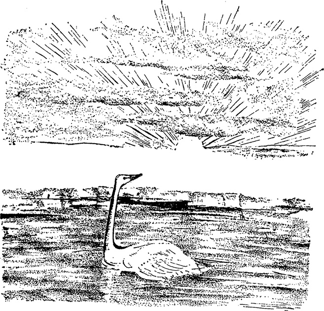 Город и лес у моря Город и лес у моря