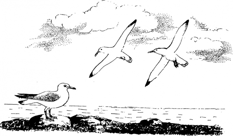 Город и лес у моря Город и лес у моря