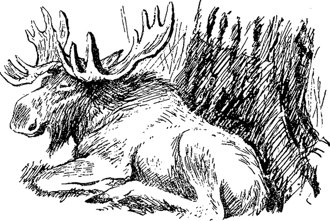 Город и лес у моря Город и лес у моря