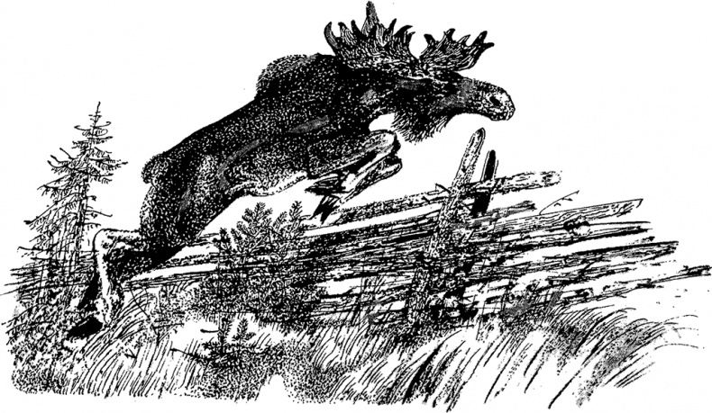 Город и лес у моря Город и лес у моря