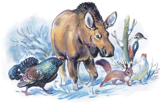 Лесные сказки Лесные сказки