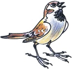 Лесные сказки Лесные сказки