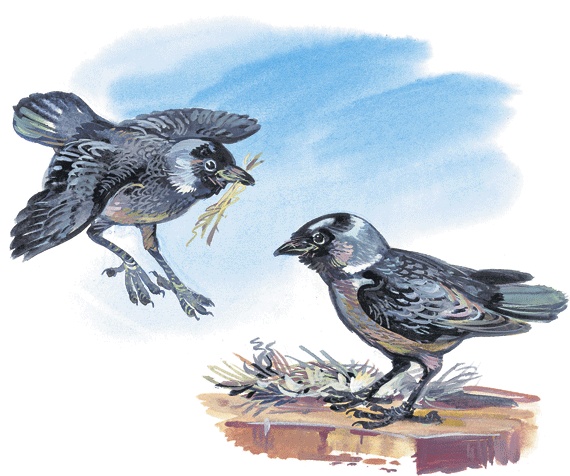 Лесные сказки Лесные сказки