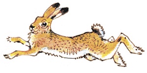 Лесные сказки Лесные сказки